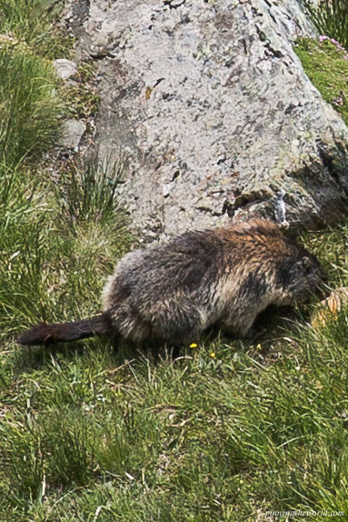 A marmot playing in the sun
