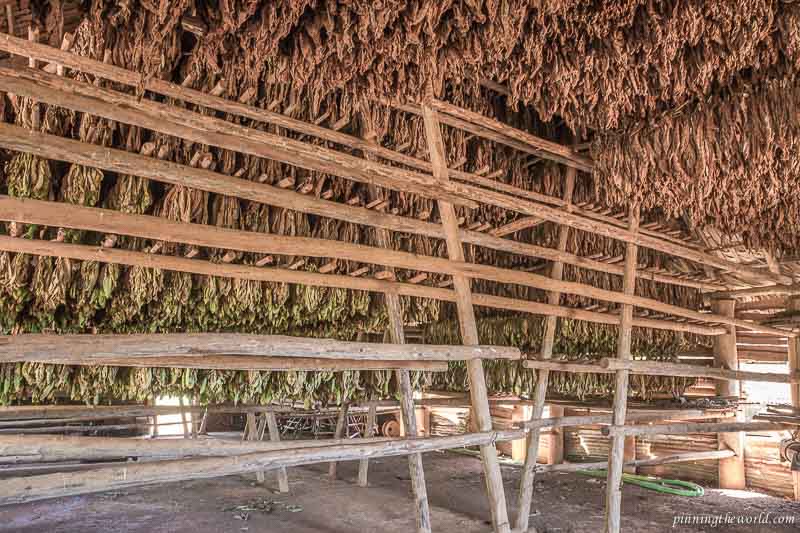Tobacco leaves being air dried inside the custom made hut