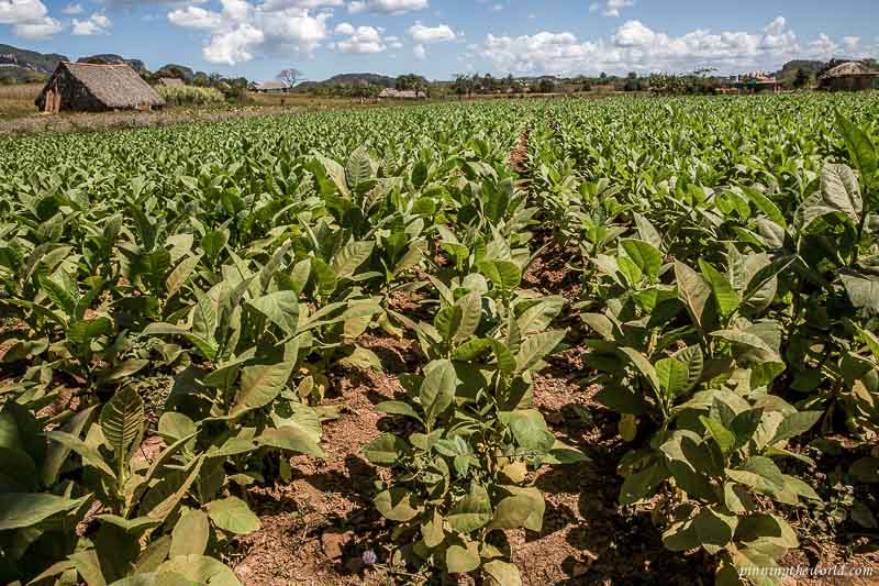 Tobacco farms in abundance in Viñales valley