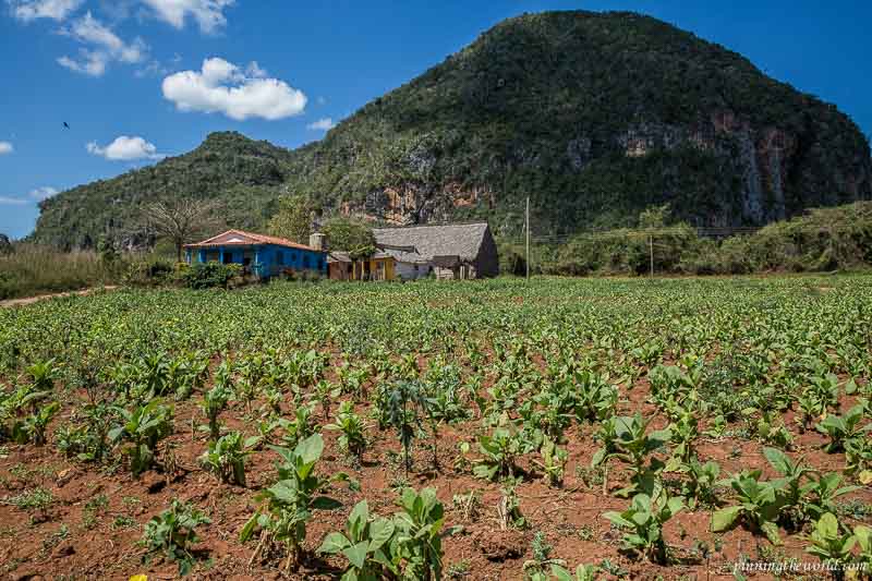 Tobacco farm in Viñales valley