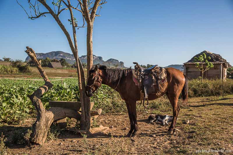 Exploring Viñales valley on horseback