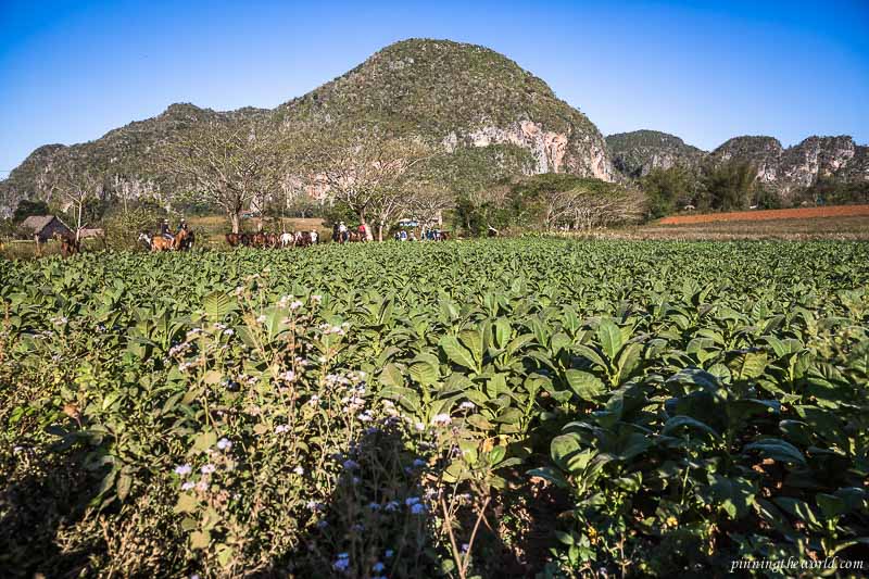 Viñales valley with its tobacco farms and mogotes