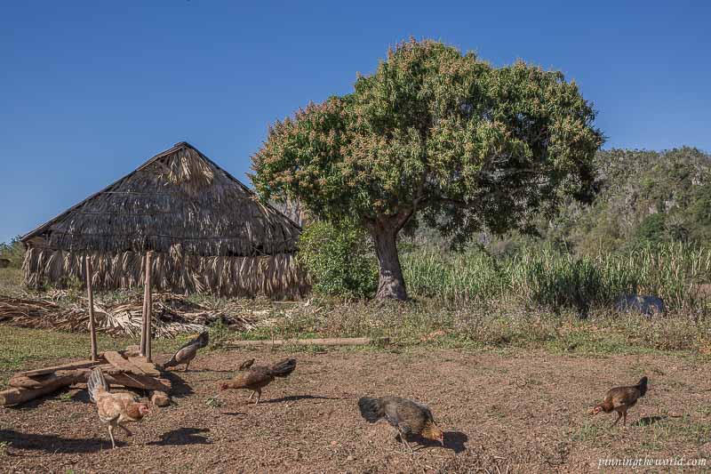 Rural scenery with mango trees, hens roosting and thatched huts for tobacco drying