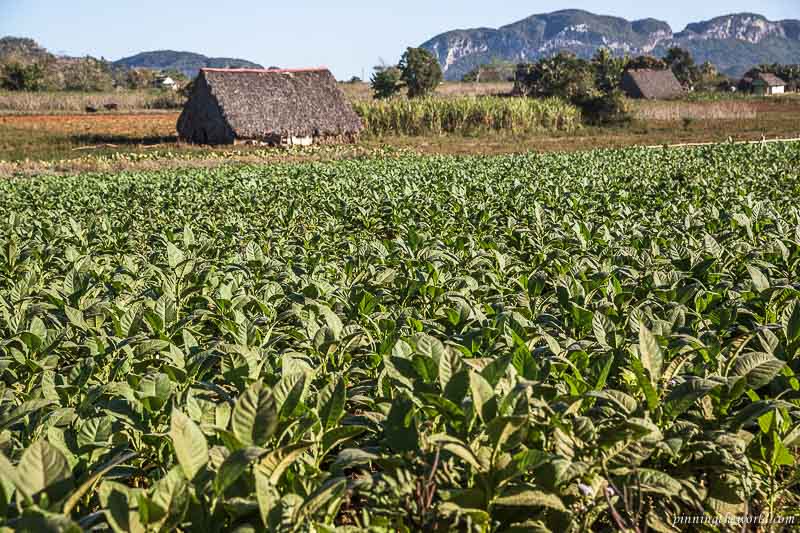 Tobacco farms in Viñales valley