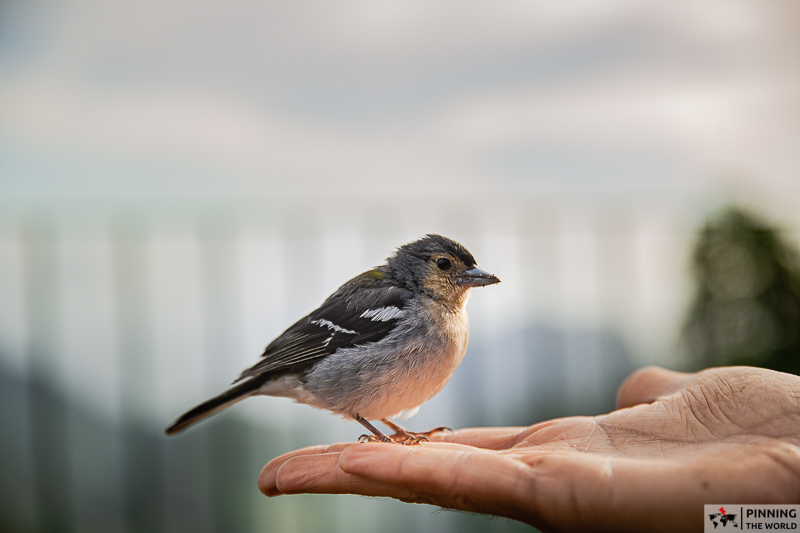 madeiran chaffinch feeding from the hand