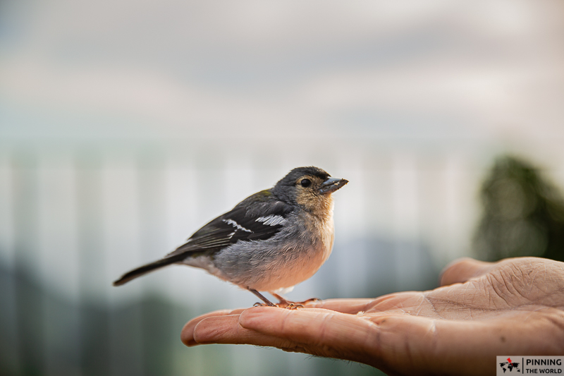 friendly madeiran chaffinch feeding from the hand