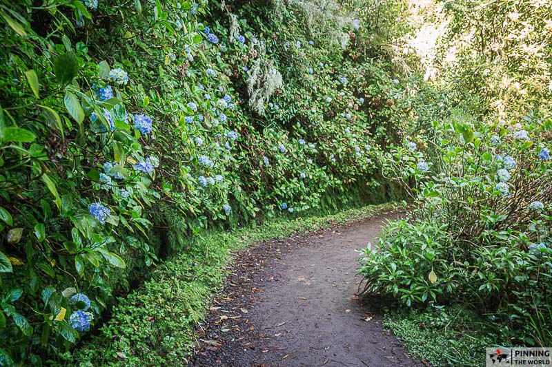 Caldeirao verde hike path with hydrangeas