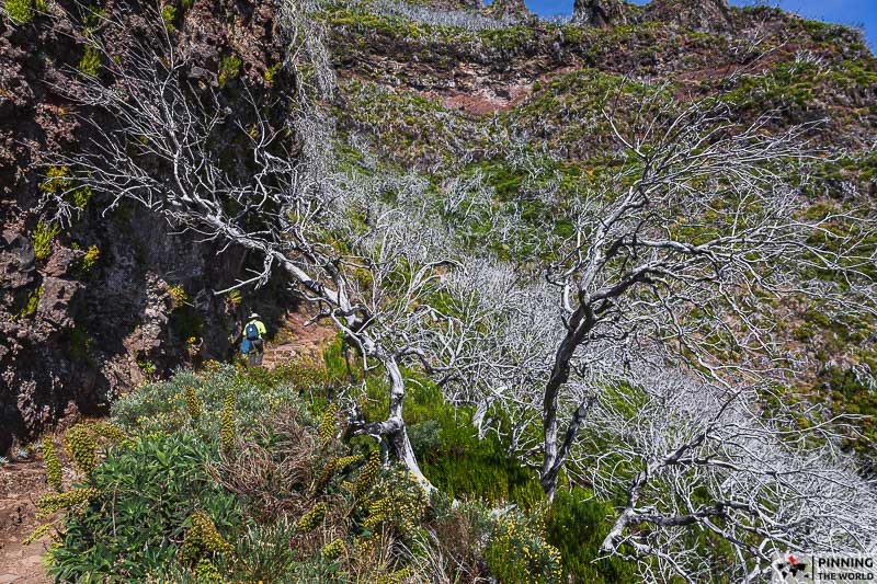 PR1 Vereda do Areiro hiking trail with hiker among dead trees