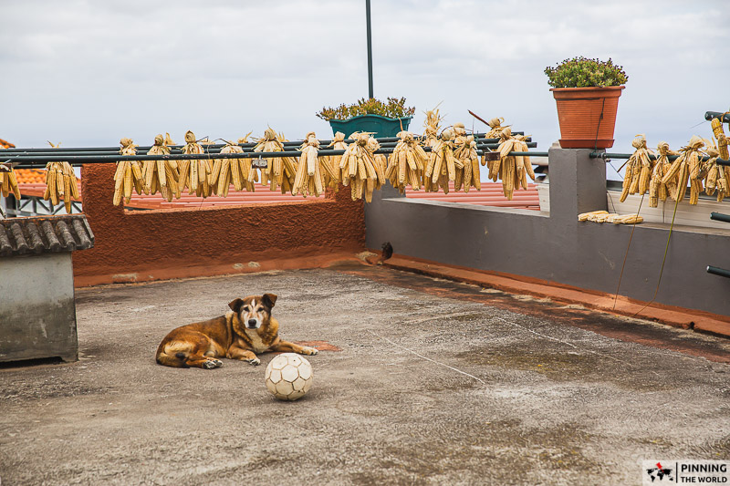 A dog resting on a terrace where corn is being dried