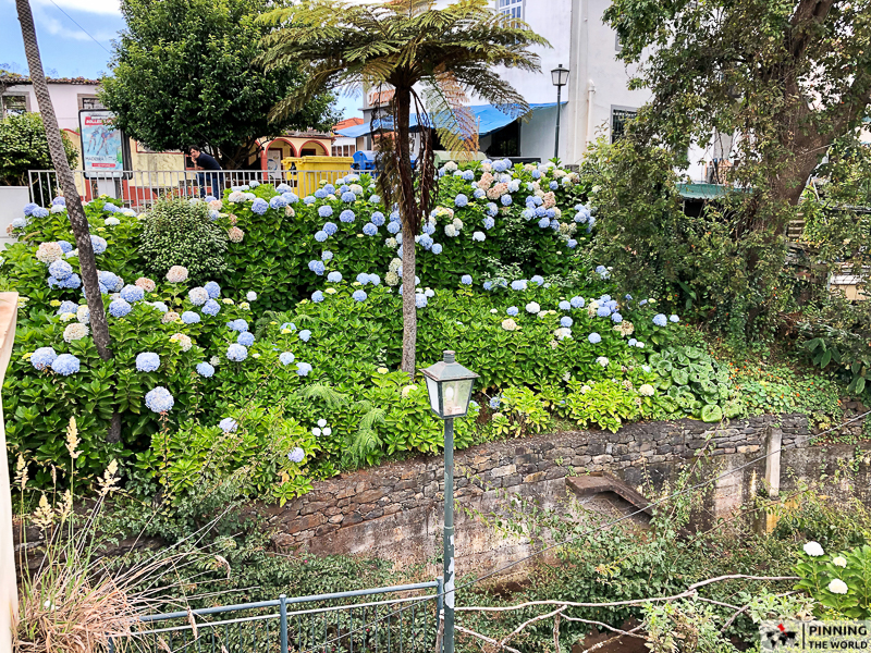 hortensia hydrangea bushes with white and blue flowers on Santana's streets, Madeira, Portugal