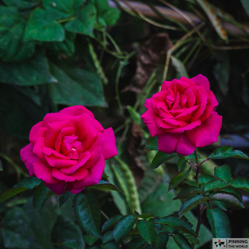 two red roses in the garden of santana's typical houses