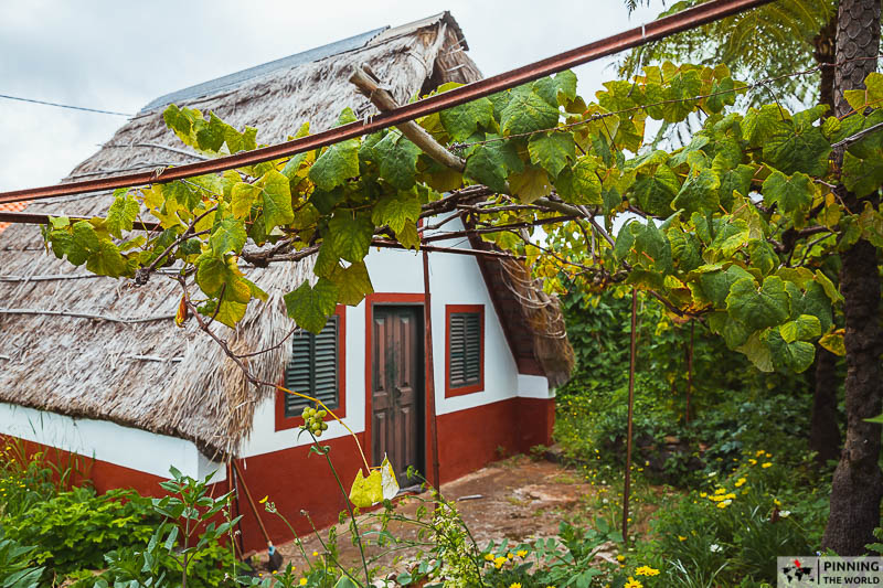 grape vine growing in front of a typical Santana house with thatched roof
